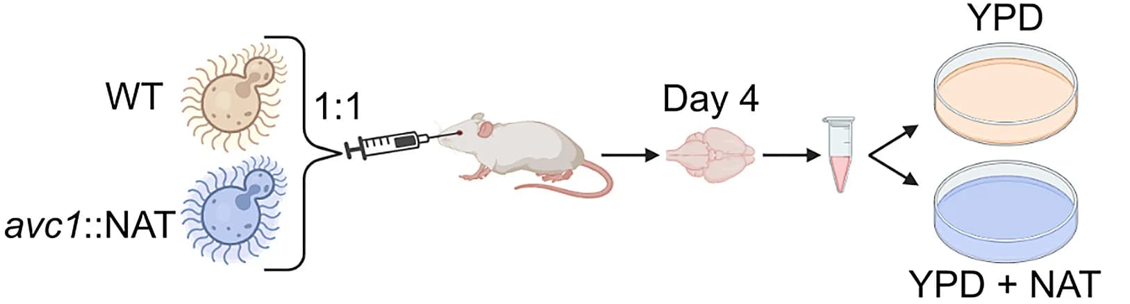 Open access visualization of Workflow, Illustration, Infection, Mice, Strains