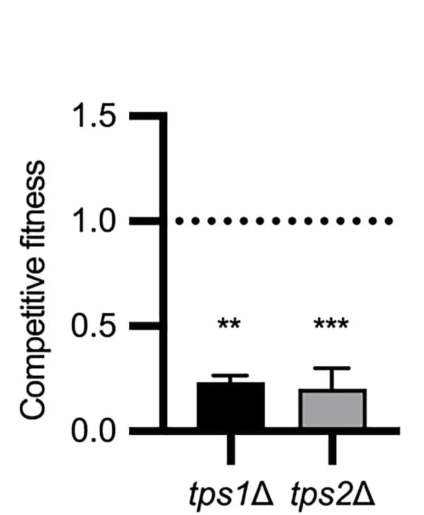 Open access visualization of Bar Plot, Error Bars, Clustered, mNeon-Green, H99