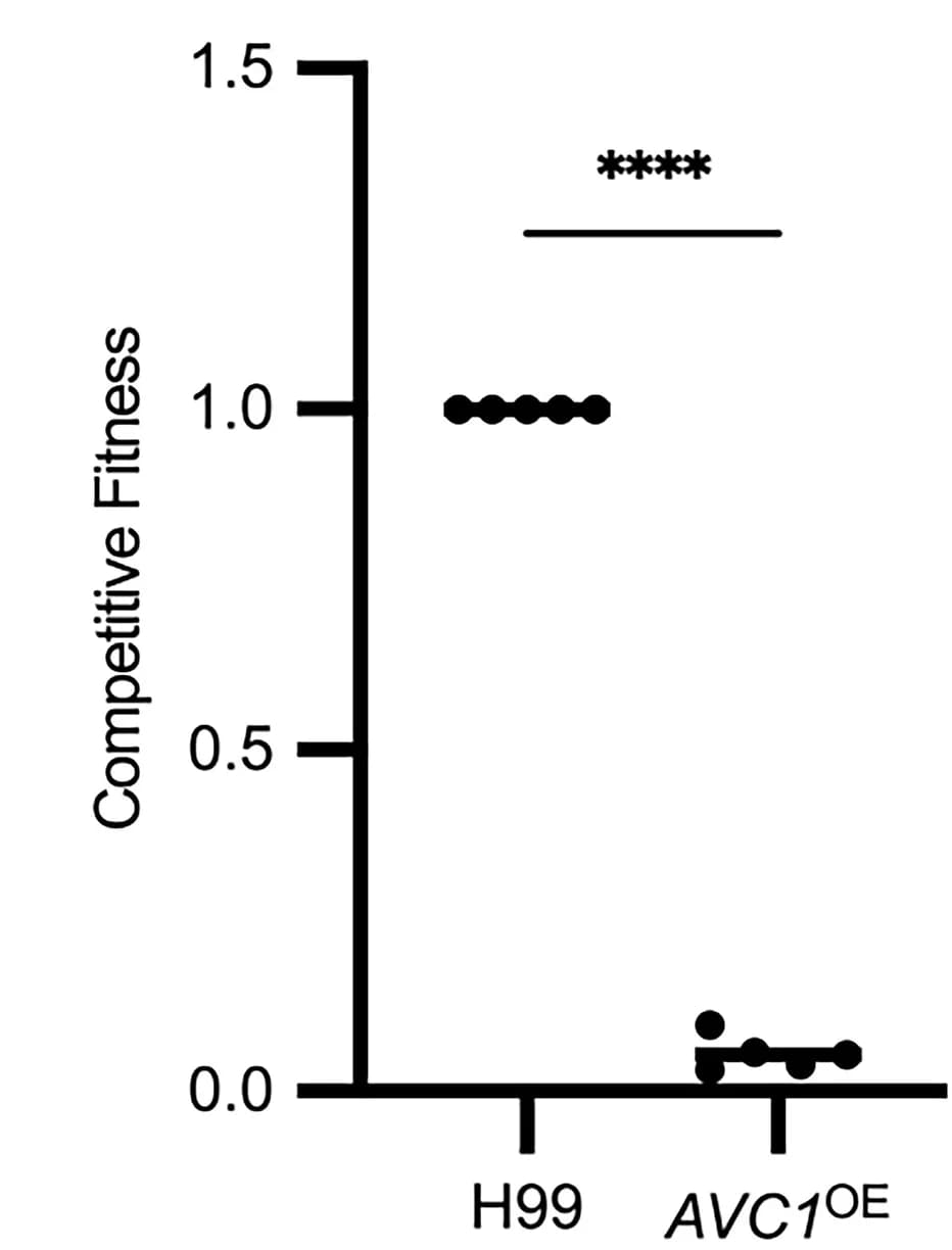 Open access visualization of Scatter Plot, CD-1 Mice, H99, AVC1OE Mutant, Intravenous Inoculation