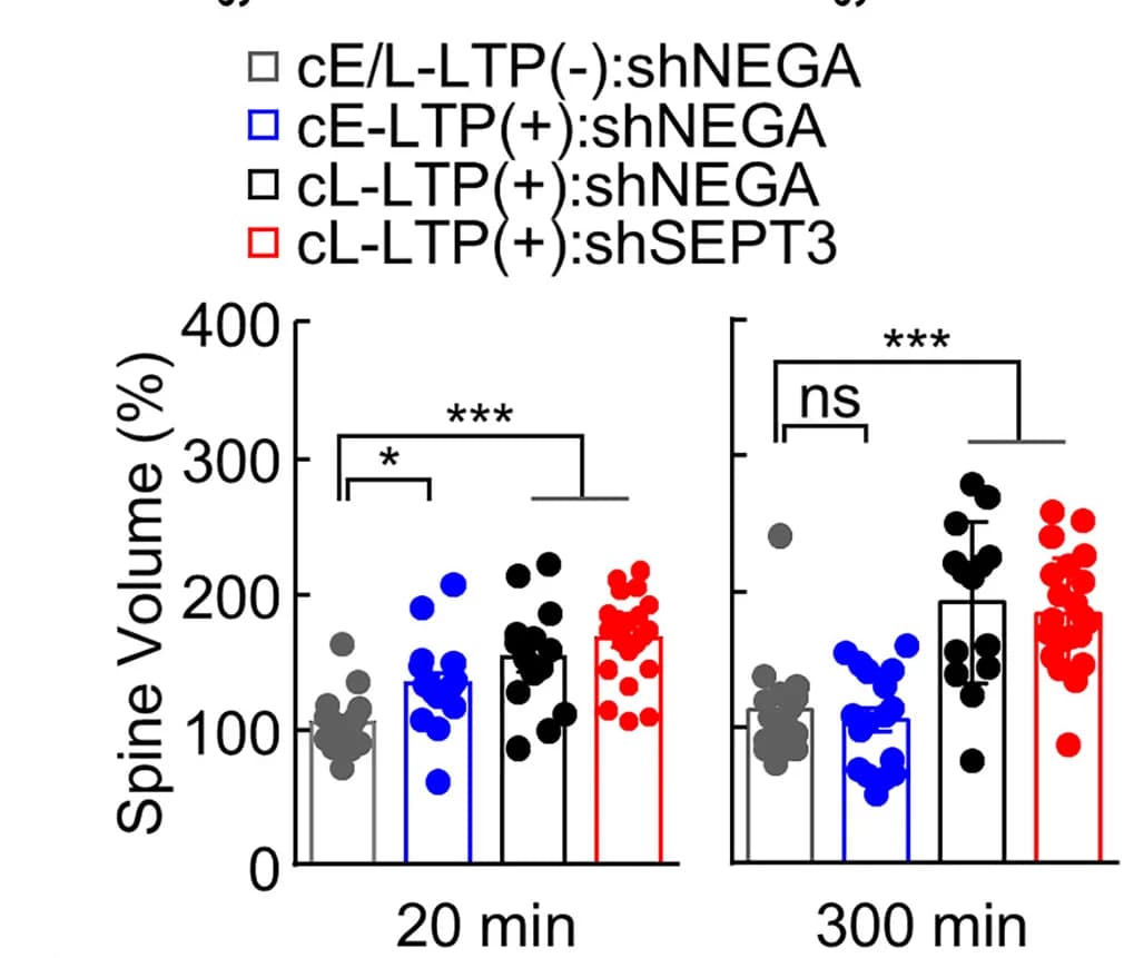 Open access visualization of Bar Plot, Error Bars, Scatter Plot, Spine Volume, Chemical E-/L-LTP