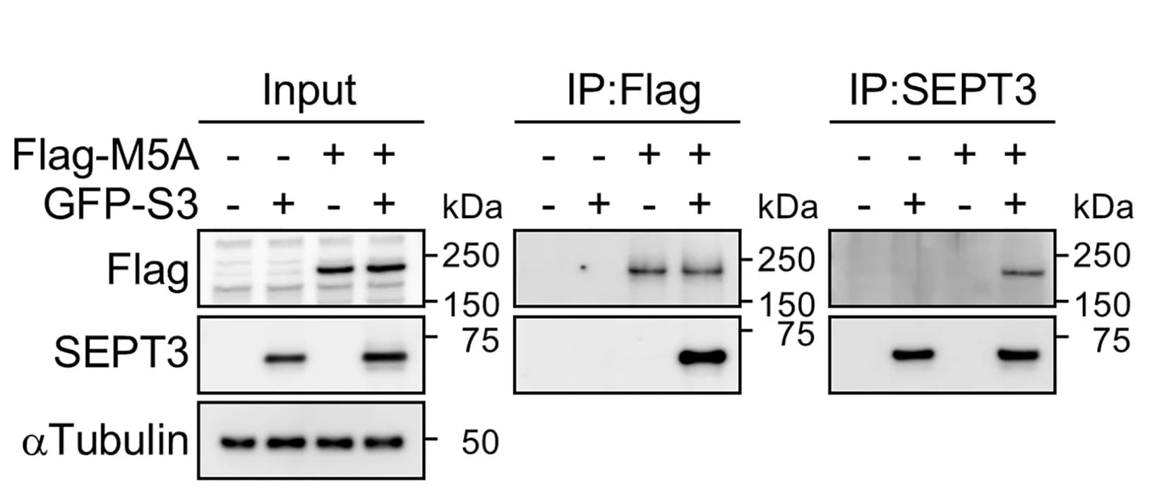 Open access visualization of Gel, Co-immunoprecipitation, Cell Lysates, FLAG-tagged MYO5A, GFP-tagged SEPT3