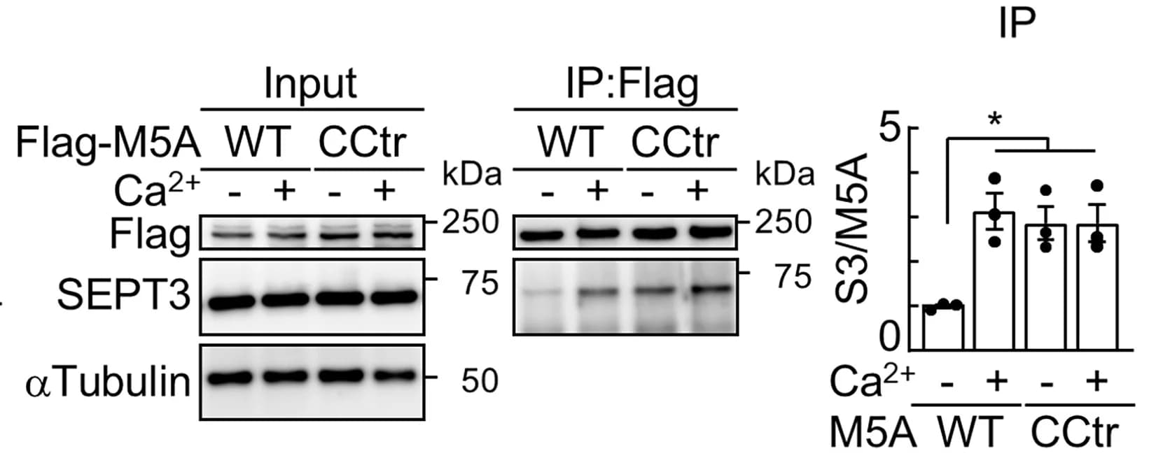 Open access visualization of Bar Plot, Error Bars, Photo, Gel, Co-immunoprecipitation