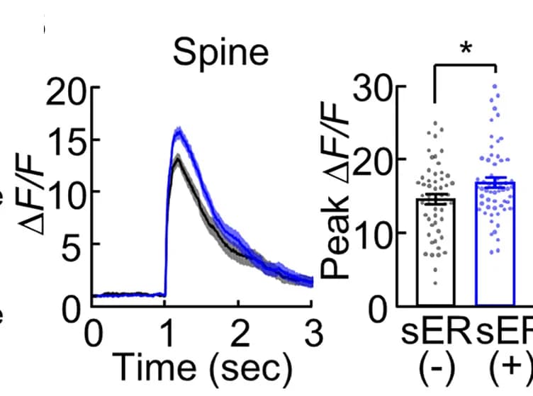 Open access visualization of Line Plot, Error Bars, Bar Plot, Scatter Plot, Calcium Transient