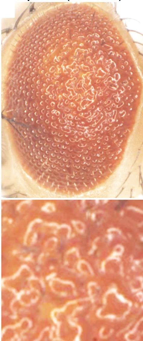 Open access visualization of Microscopy, Photo, α-Syn/Dap160+/-, Drosophila, Eye