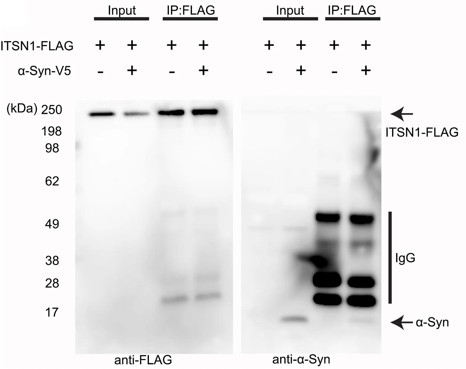 Open access visualization of Gel, Immunoblot, Lysates, FLAG Immunoprecipitates, HEK293T Cells