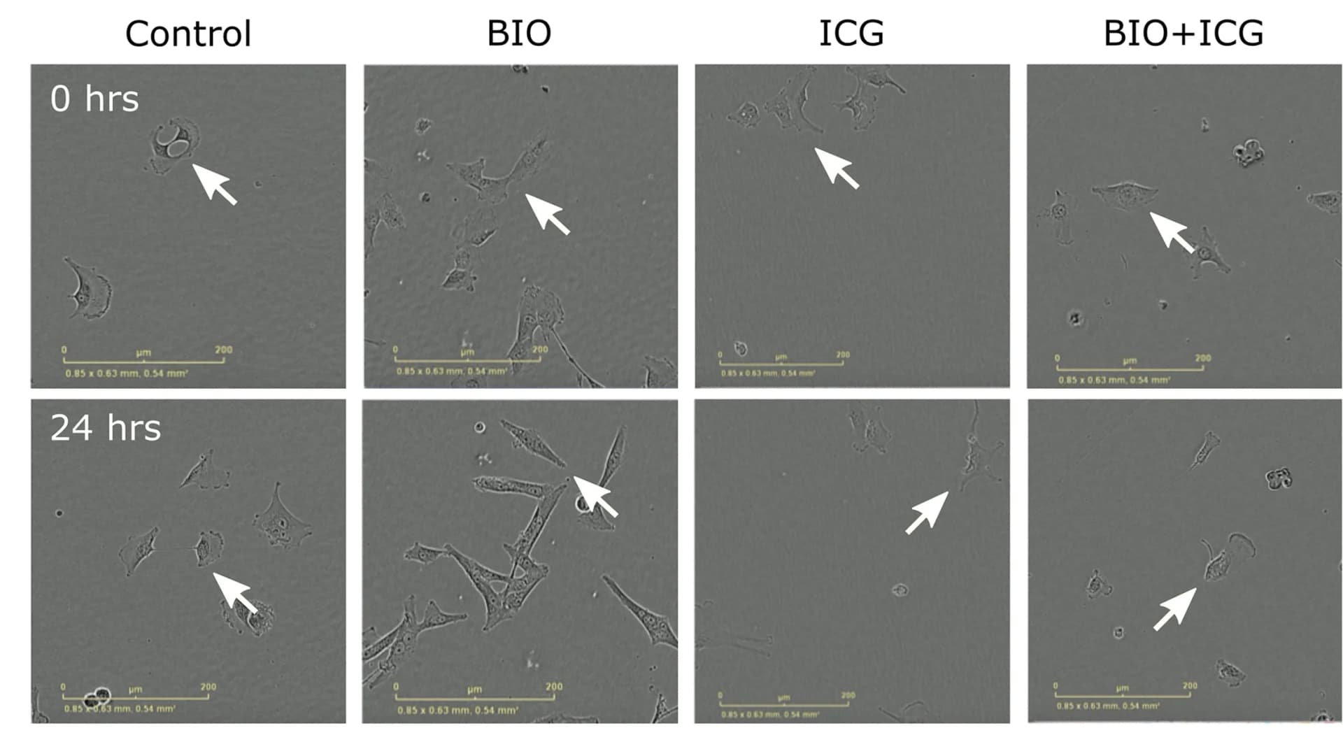 Open access visualization of Microscopy, Time-Lapse Microscopy, U251 Cells, Cell Position, GSK-3 Inhibitor BIO