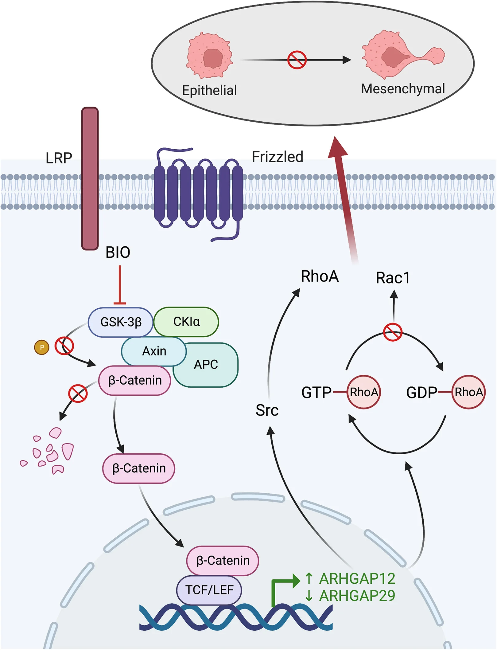 Open access visualization of Workflow, Pathway, Illustration, GSK-3 Activity, Small-Molecule Inhibitor