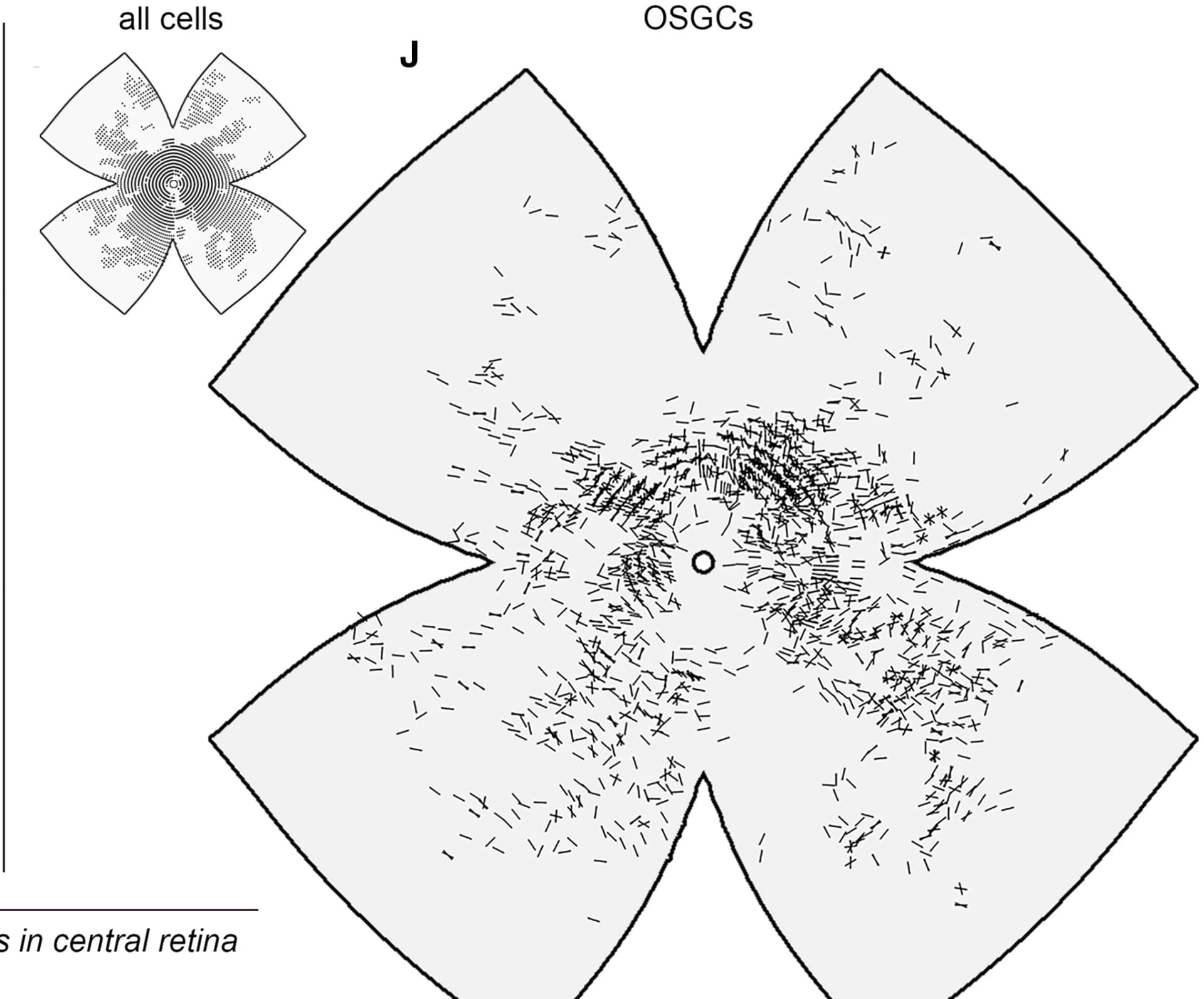 Open access visualization of Scatter Plot, Imaged Cells, Retina