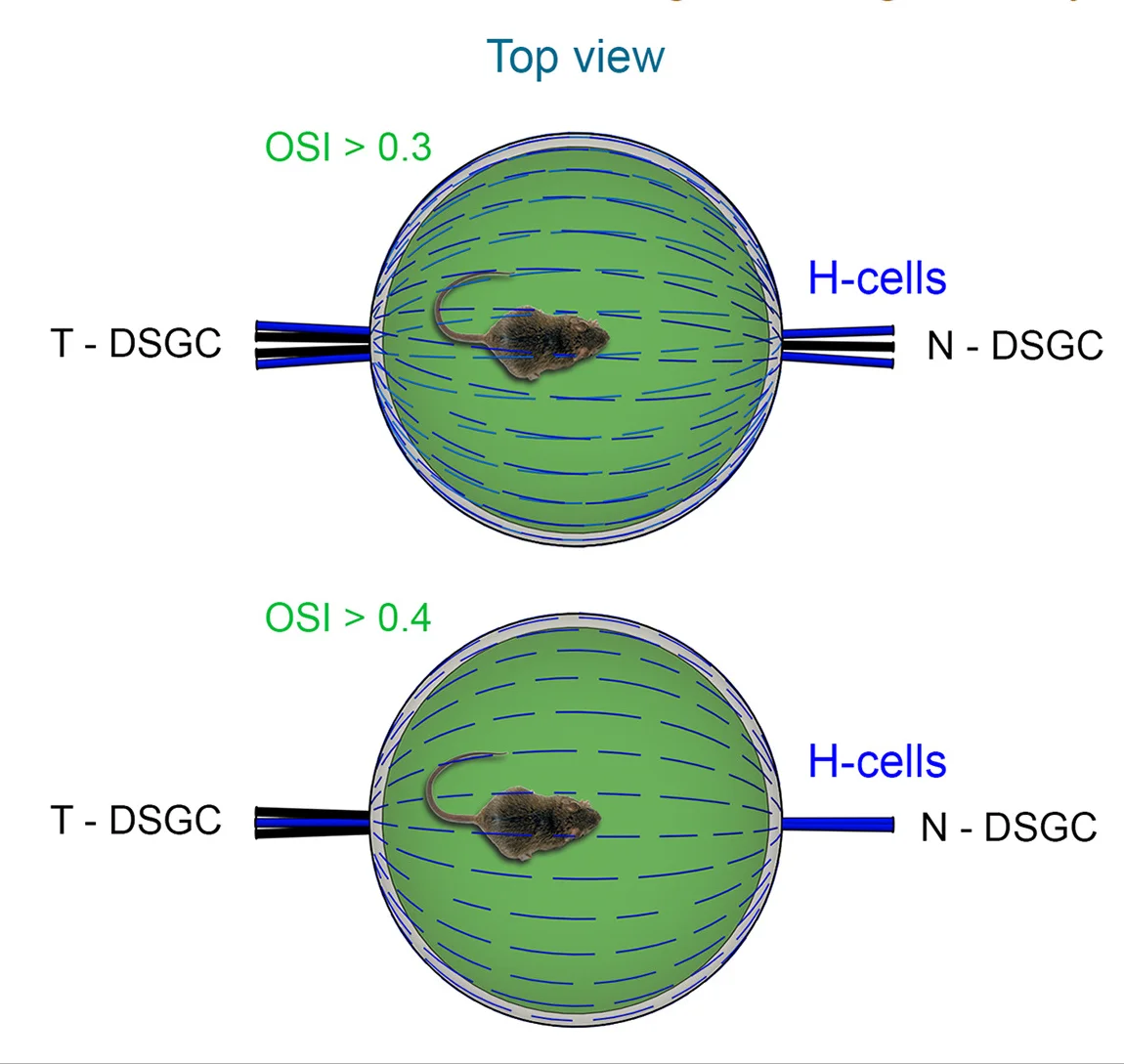 Open access visualization of Illustration, Best Axes, LongH Cells, Top View, OSI