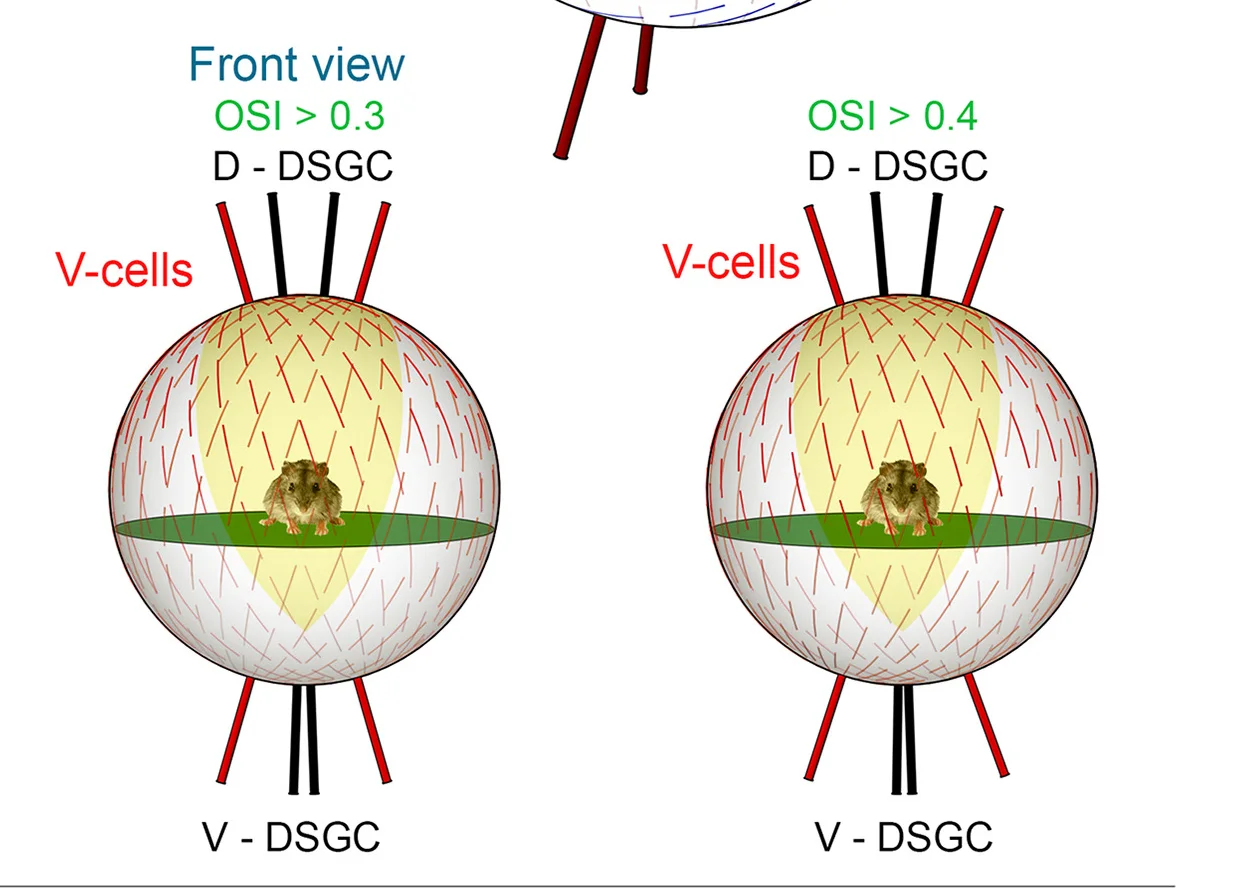 Open access visualization of Illustration, Best Axes, LongV Cells, Front View, OSI
