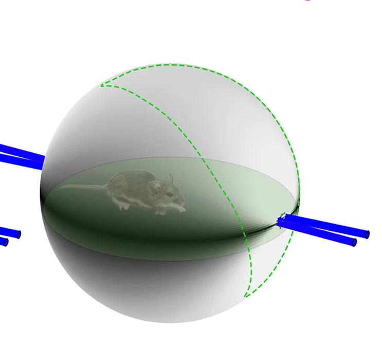 Open access visualization of Illustration, Decoding Efficiency, LongH Cells, Right Eye, Left Eye