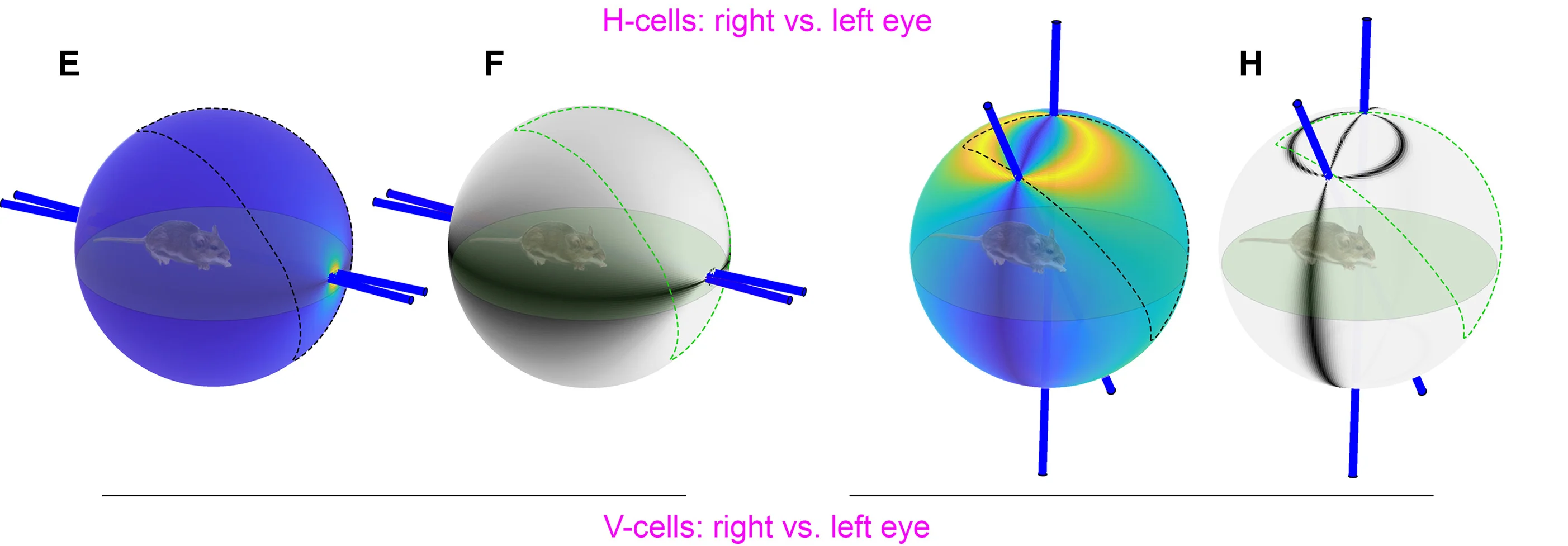 Open access visualization of 3D Plot, Angular Separation, LongH Cells, Right Eye, Left Eye