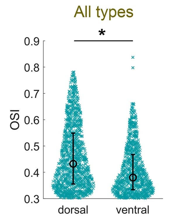 Open access visualization of Violin Plot, Error Bars, OSI, Dorsal Retina, Ventral Retina