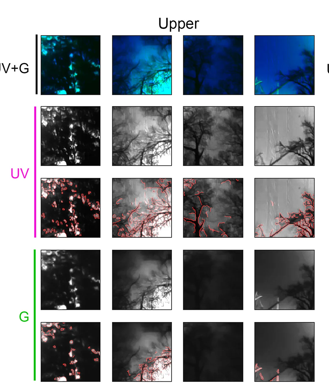 Open access visualization of Microscopy, Photo, Image Crop, UV Channel, Green Channel