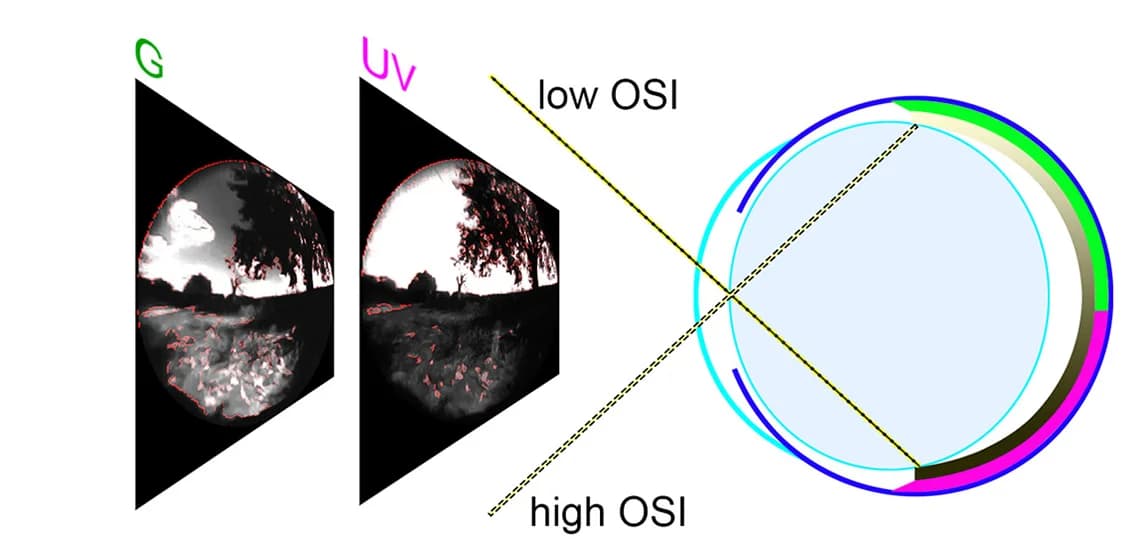 Open access visualization of Photo, Illustration, Retina, OSI Gradient, UV Sensitivity