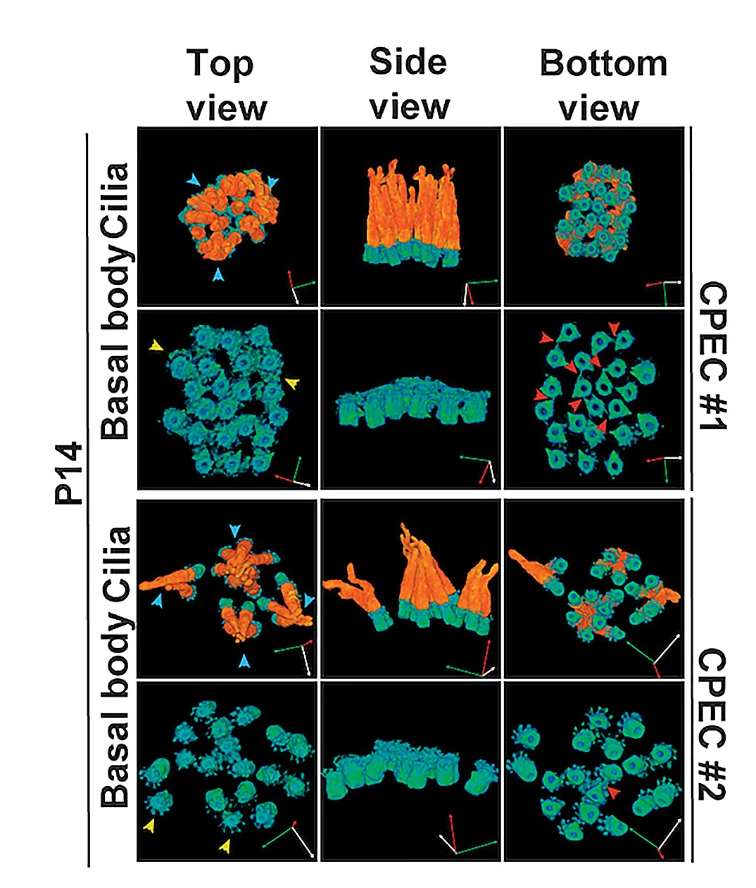 Open access visualization of Microscopy, FIB-SEM, 3D Reconstruction, CPEC, Multicilia