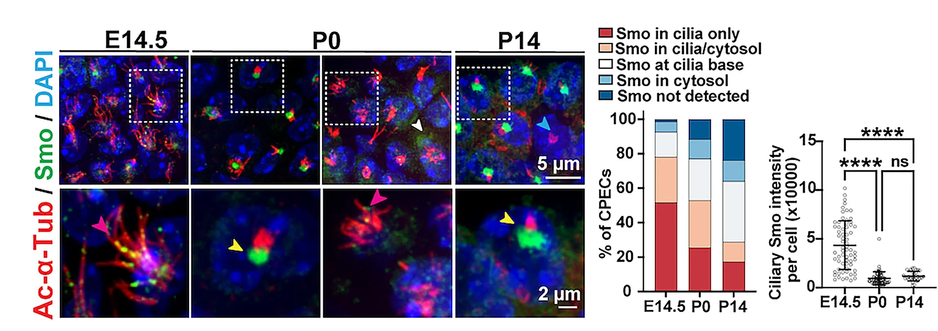 Open access visualization of Microscopy, Bar Plot, Stacked Bar Plot, Scatter Plot, Immunostaining