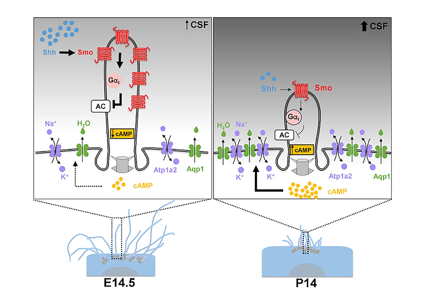 Open access visualization of Illustration, Workflow, Choroid Plexus Cilia, Shh Signaling, cAMP Level