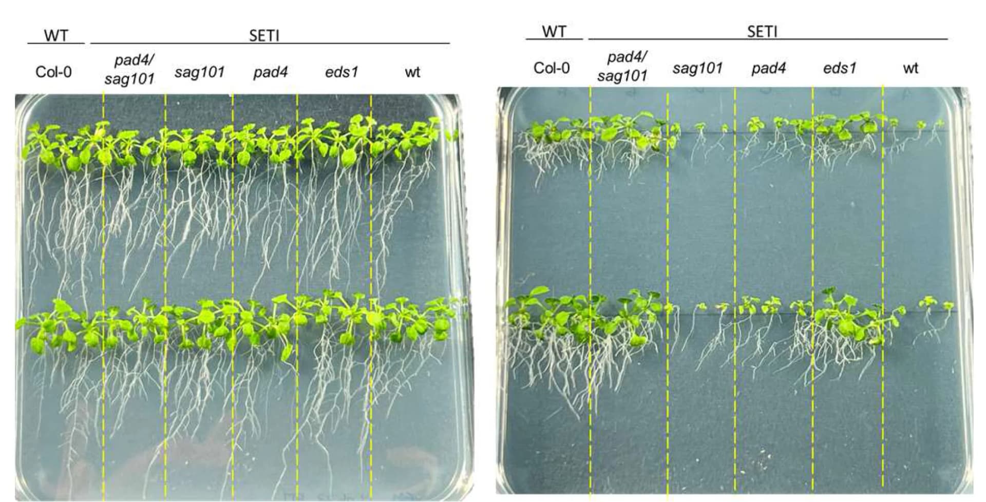 Open access visualization of Photo, Lipase-like Proteins, GM Plates, E2, Growth Arrest