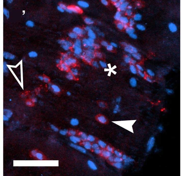 Open access visualization of Microscopy, ISC Fraction, Co-expression, da, EE Differentiation