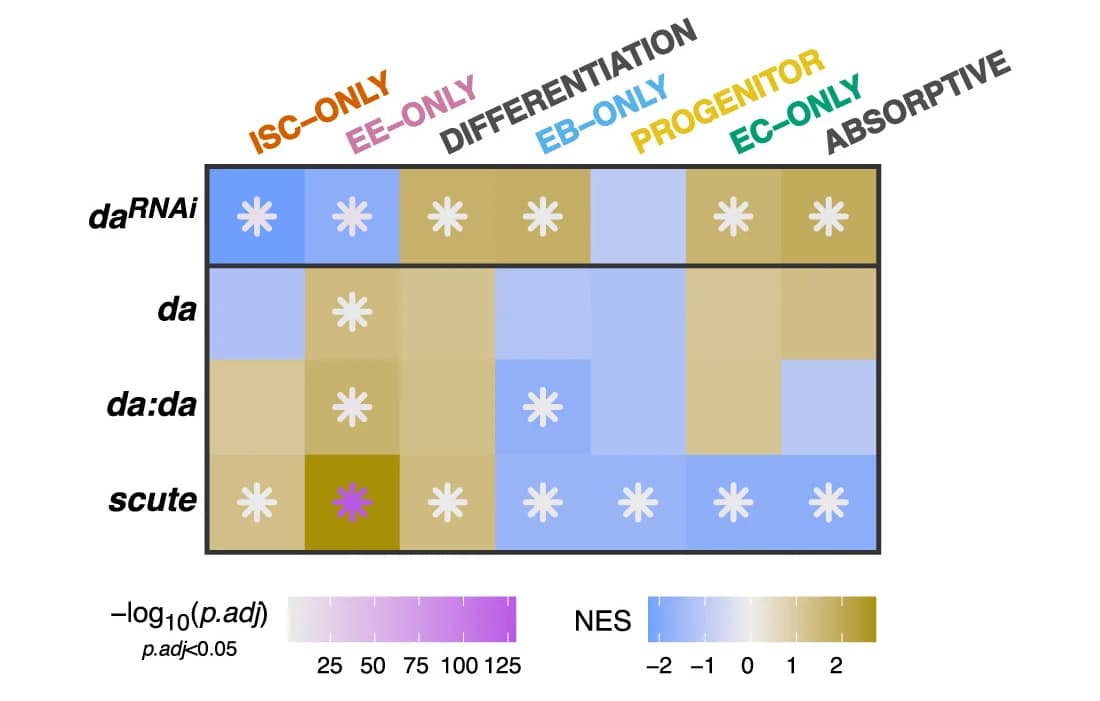 Open access visualization of Heatmap, NES Heatmap, Cell-Type Specific Gene Sets, Significance