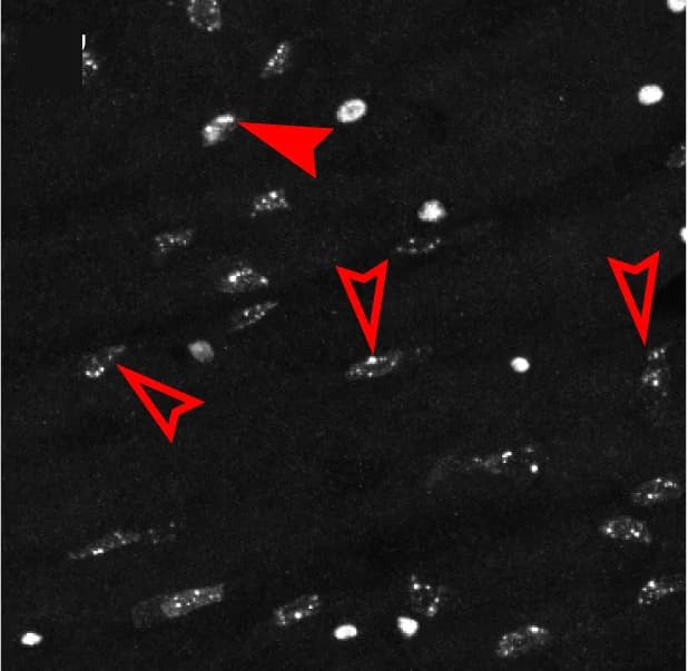 Open access visualization of Microscopy, EC Differentiation, Dl, EE Differentiation