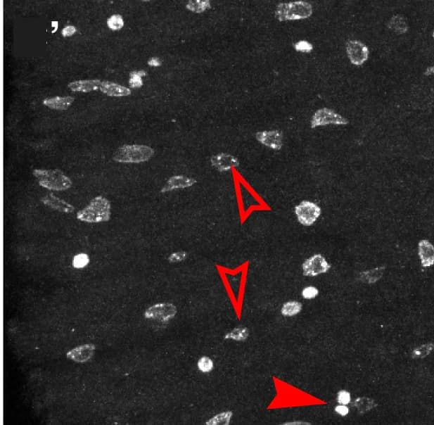 Open access visualization of Microscopy, EC Differentiation, Dl, EE Differentiation, EB-derived EEs