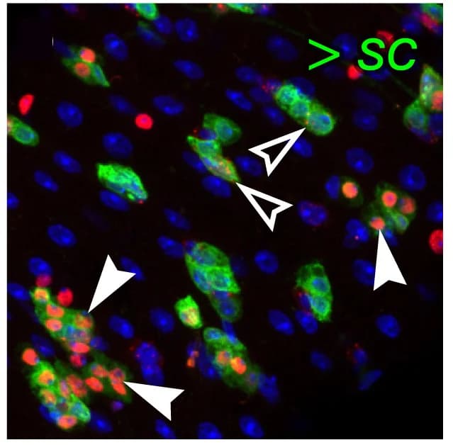 Open access visualization of Microscopy, EC Differentiation, Dl, EE Differentiation, EB-derived EEs