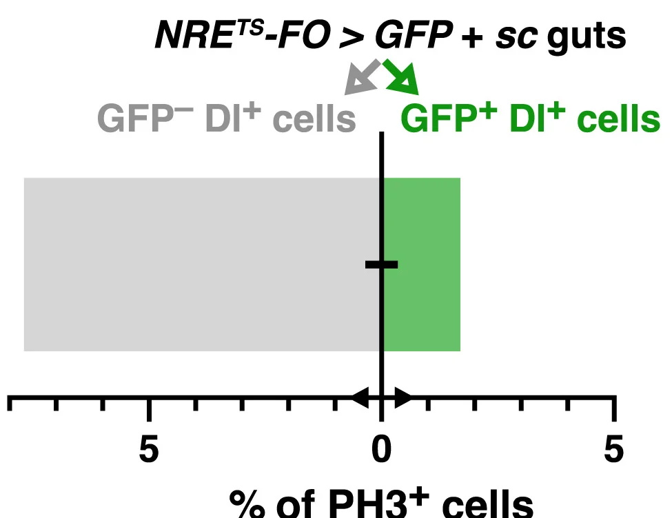 Open access visualization of Bar Plot, Error Bars, Mitotic Dl+ Cells, Pros+ Cells, Pros− Cells