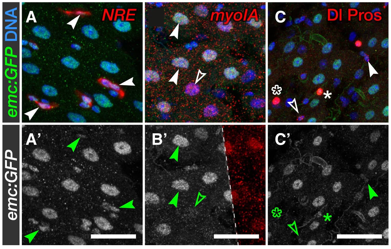 Open access visualization of Microscopy, ECs, myoIA-lacZ, Emc-GFP