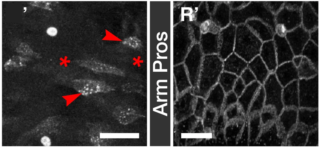 Open access visualization of Microscopy, emc RNAi, esgTS-FO, Transgenes, Dl+ Cells