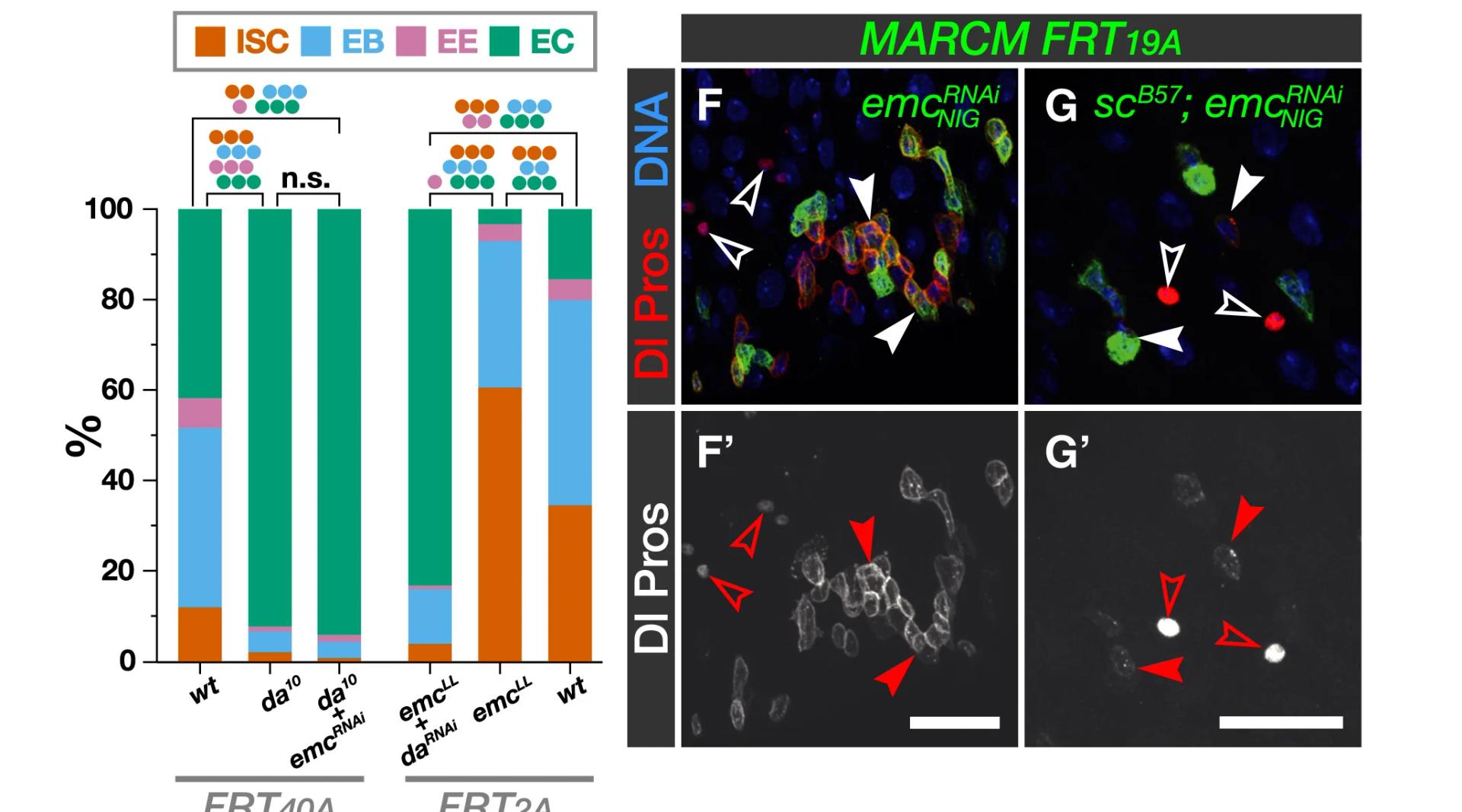 Open access visualization of Stacked Bar Plot, Microscopy, Fluorescence Ratio, Pros, Dl