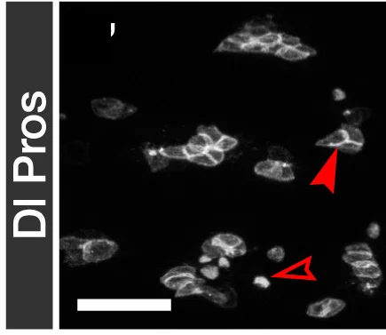 Open access visualization of Microscopy, Hw, esgTS-FO, EC Differentiation, ISCs