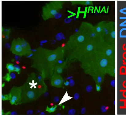 Open access visualization of Microscopy, HRNAi, esgTS-FO, EC Differentiation, EE Differentiation