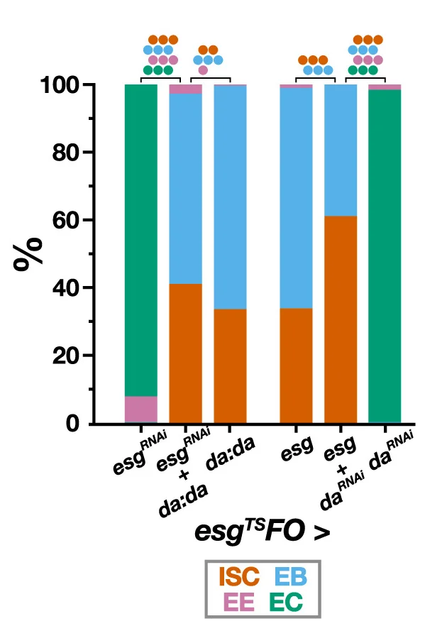 Open access visualization of Stacked Bar Plot, GFP+ Tissue, Cell Composition, p-values, Binomial Regression