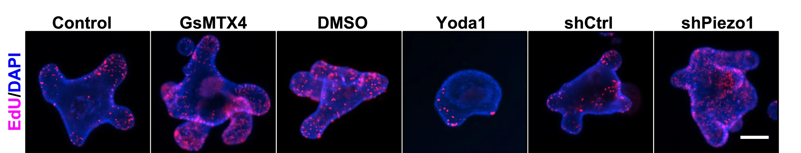 Open access visualization of Microscopy, Immunofluorescence, EdU, Colonoids