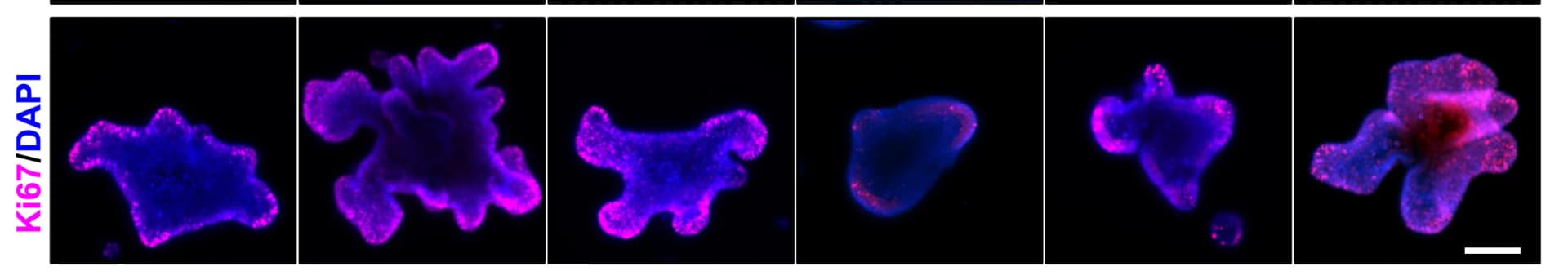 Open access visualization of Microscopy, Immunofluorescence, Ki67, Colonoids