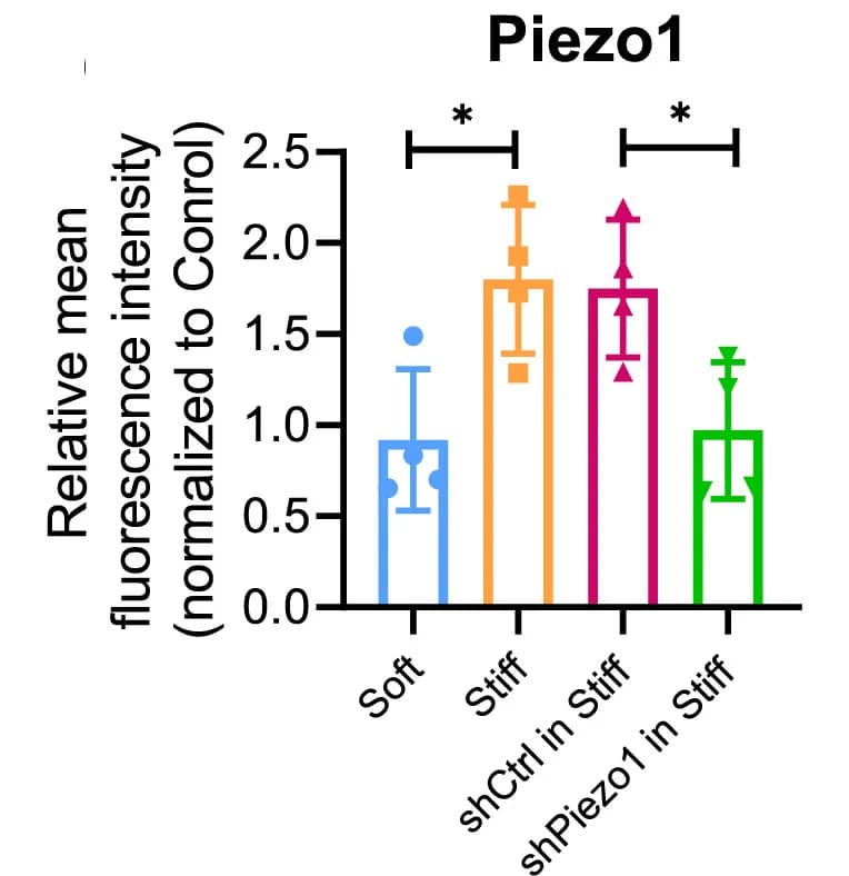 Open access visualization of Bar Plot, Error Bars, Analysis, Piezo1, Colonoids