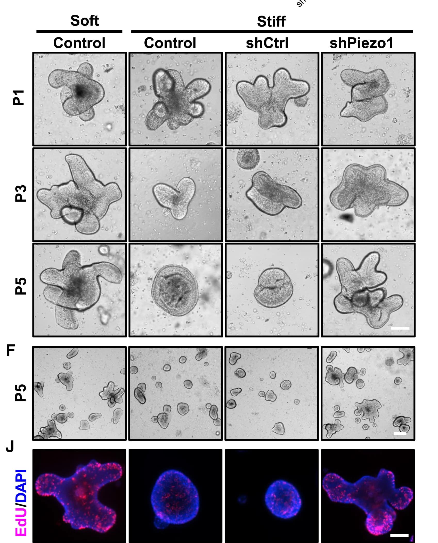 Open access visualization of Microscopy, Representative Images, Colonoids, Soft Matrices, Stiff Matrices