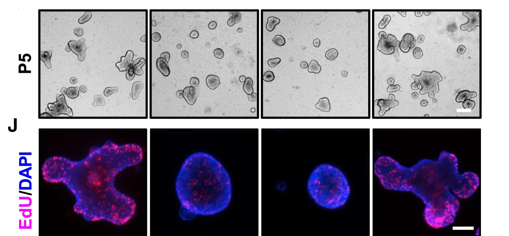 Open access visualization of Microscopy, Images, Colonoids, Passage 5