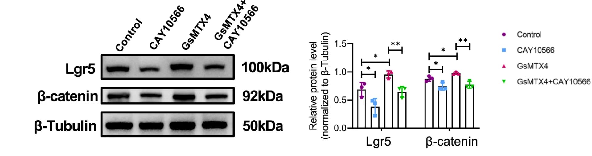 Open access visualization of Bar Plot, Error Bars, Gel, Western Blot, Lgr5 Protein