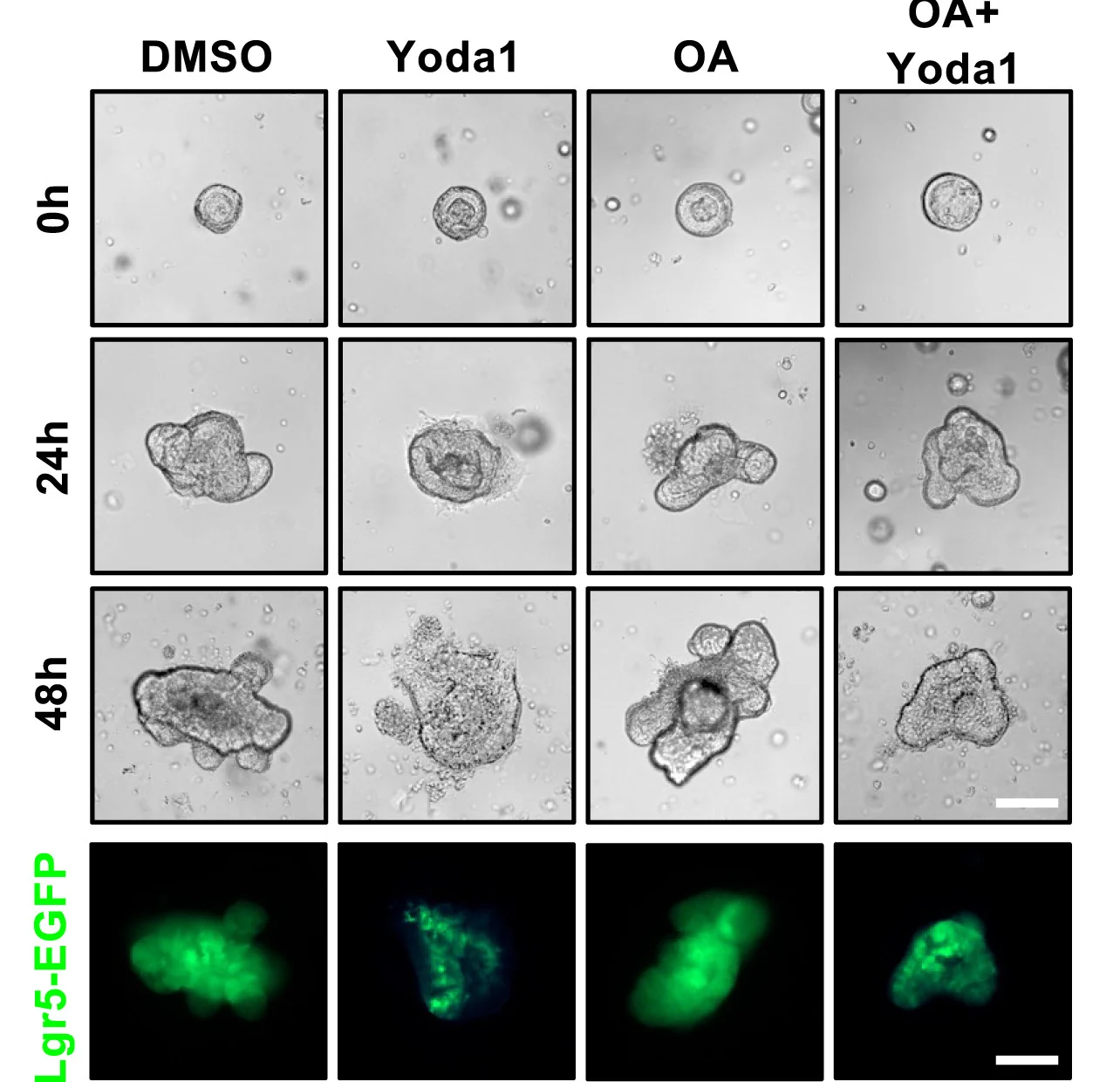 Open access visualization of Microscopy, Colonoids, DMSO, Yoda1, Oleic Acid