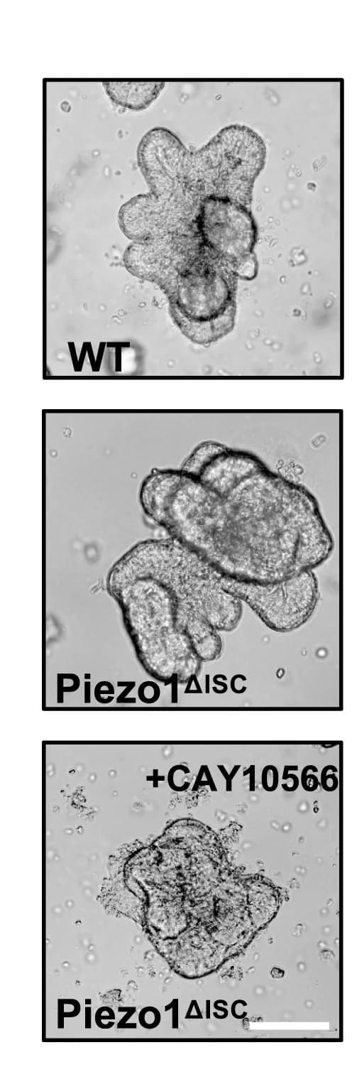 Open access visualization of Microscopy, Colonoids, CAY10566