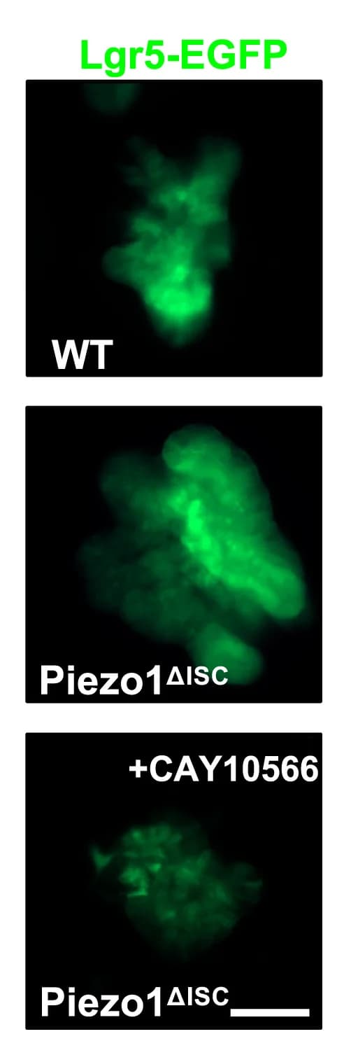 Open access visualization of Microscopy, Immunofluorescence, Lgr5-EGFP, Colonoids