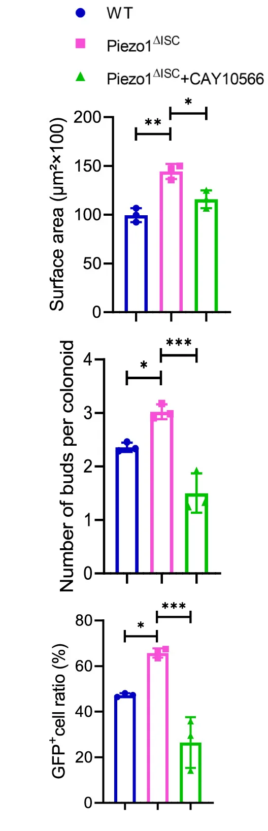 Open access visualization of Bar Plot, Error Bars, Statistical Analysis, Colonoids, Surface Area