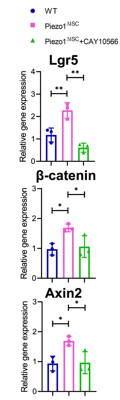 Open access visualization of Bar Plot, Error Bars, RNA Expression, Lgr5, Beta-Catenin