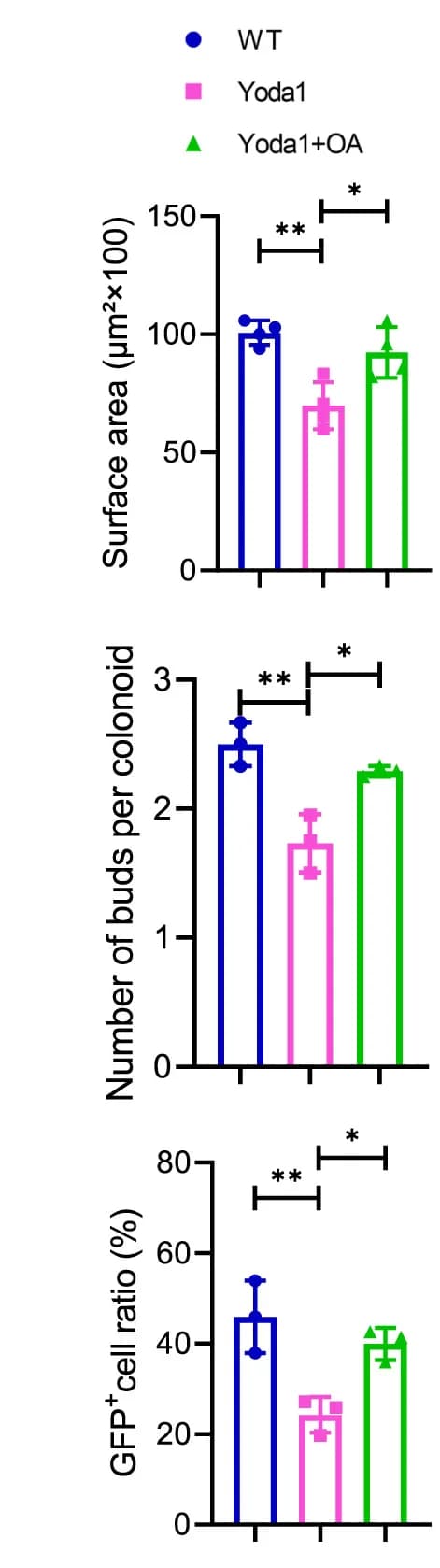 Open access visualization of Bar Plot, Error Bars, Statistical Analysis, Surface Area, Colonoids