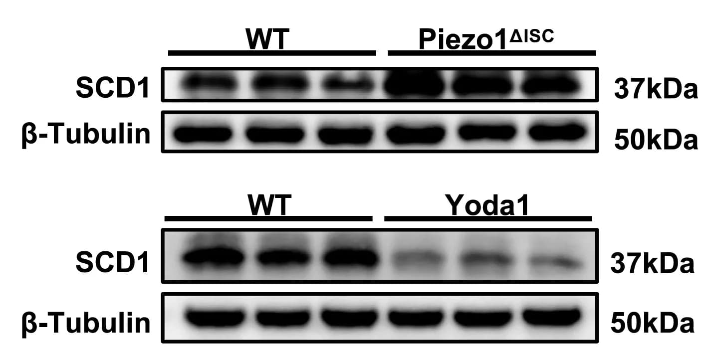 Open access visualization of Gel, Western Blot, SCD1 Protein, Colon Crypts, WT