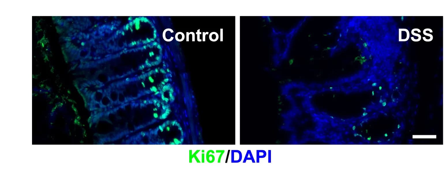 Open access visualization of Microscopy, IF Staining, Ki67, Mouse Colons