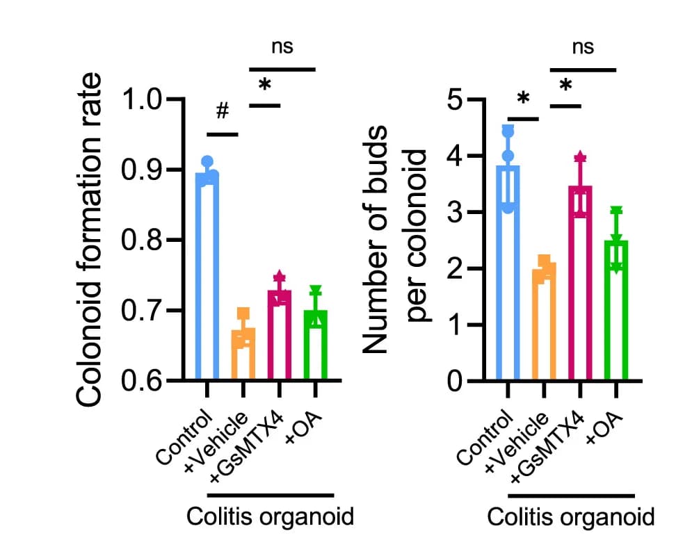 Open access visualization of Bar Plot, Error Bars, Statistical Analysis, Colonoid Formation, Crypts